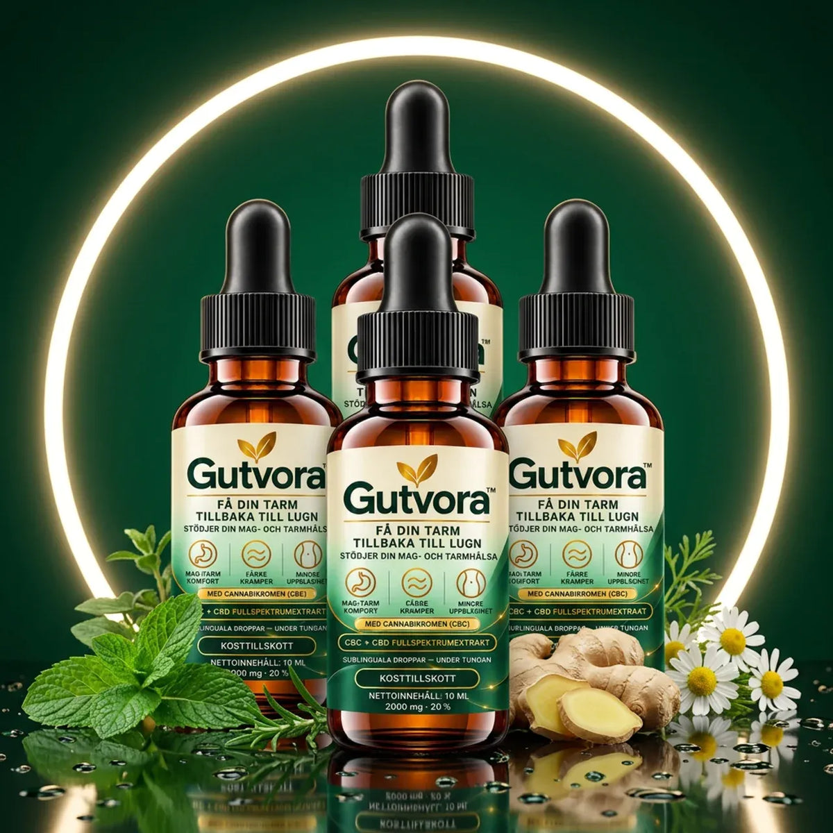 Gutvora