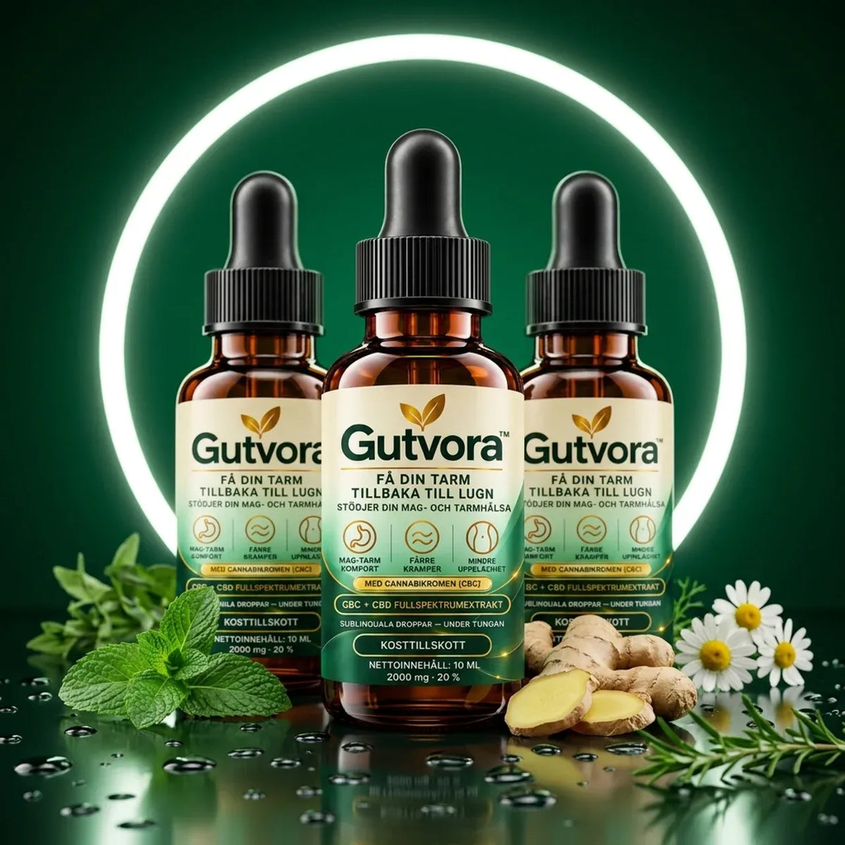 Gutvora